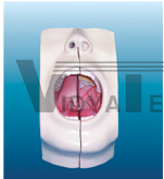 The model of oral cavity